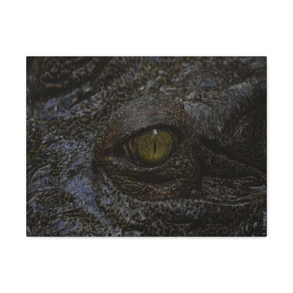 Staring Alligator Canvas Gallery Wraps Unframed